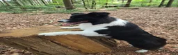 Border Collie honden ter dekking: Showline Border Collie Fenna - Advertentie 10