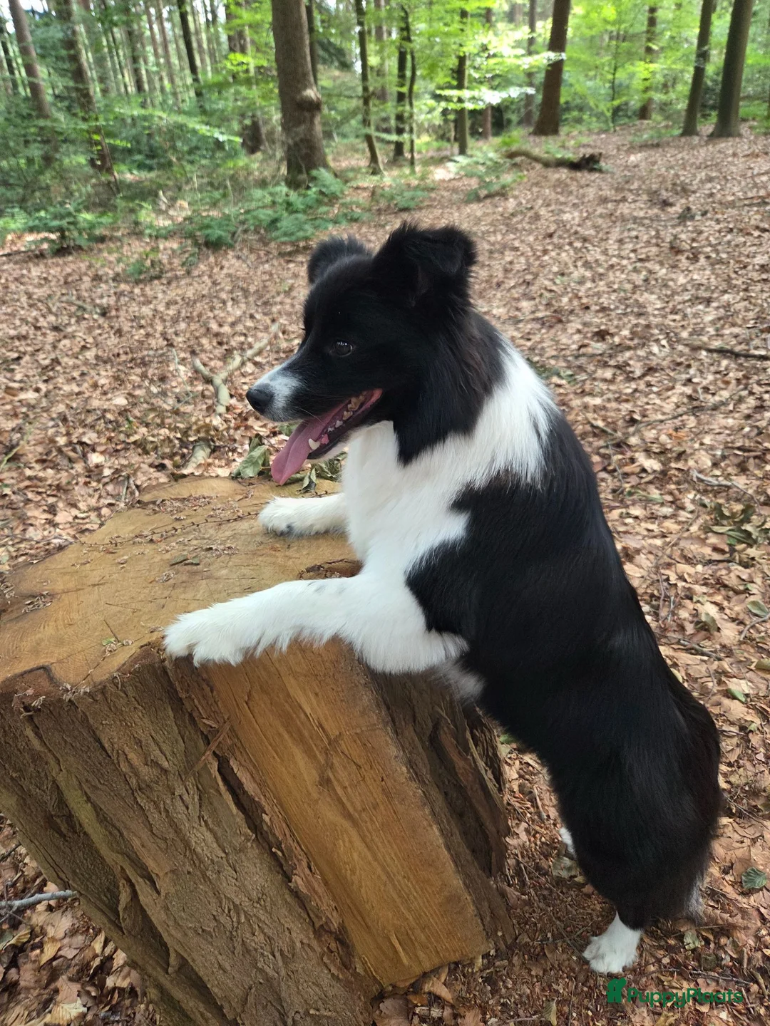 Border Collie honden ter dekking: Showline Border Collie Fenna - Advertentie 10