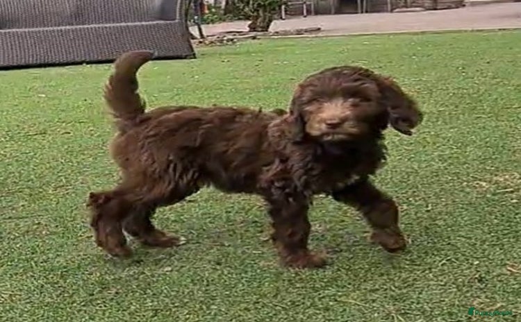 Labradoodle honden in Westendorp - Advertentie 1