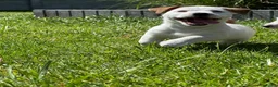 Jack Russel Terriër honden te koop: Jack Russel Terriër puup in Maastricht - Advertentie 2