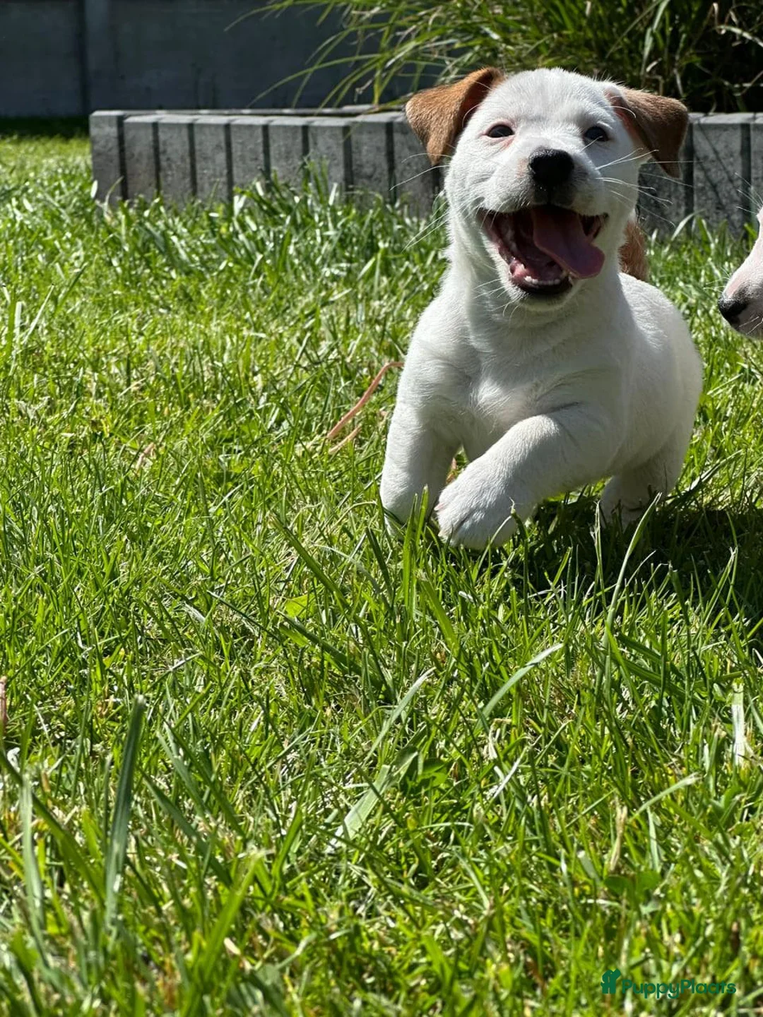 Jack Russel Terriër honden te koop: Jack Russel Terriër puup in Maastricht - Advertentie 2