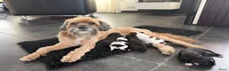 Kruising honden te koop: Mini Doodle pups – parels op zoek naar jouw hart!  - Advertentie 1