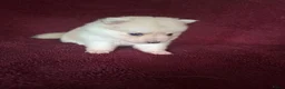 Pomsky honden te koop: 5 pomsky pups - Advertentie 18