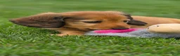 Teckel (langhaar) honden te koop: Prachtige Langharige Dwergteckelpups te koop - Advertentie 3