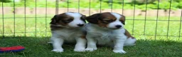 Kooikerhondje honden te koop: Raszuivere Kooikerpup reu. - Advertentie 7