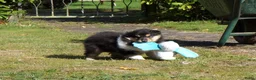 Schotse Herdershond langhaar honden te koop: Schotse Collie pup  - Advertentie 4