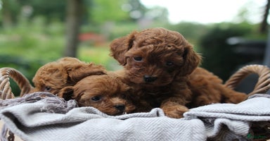 Poedel Toy honden - Advertentie 15