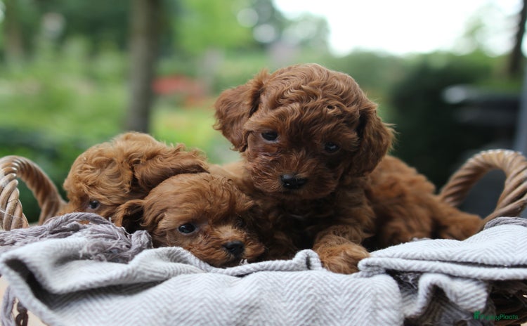 Poedel Toy honden - Advertentie 2