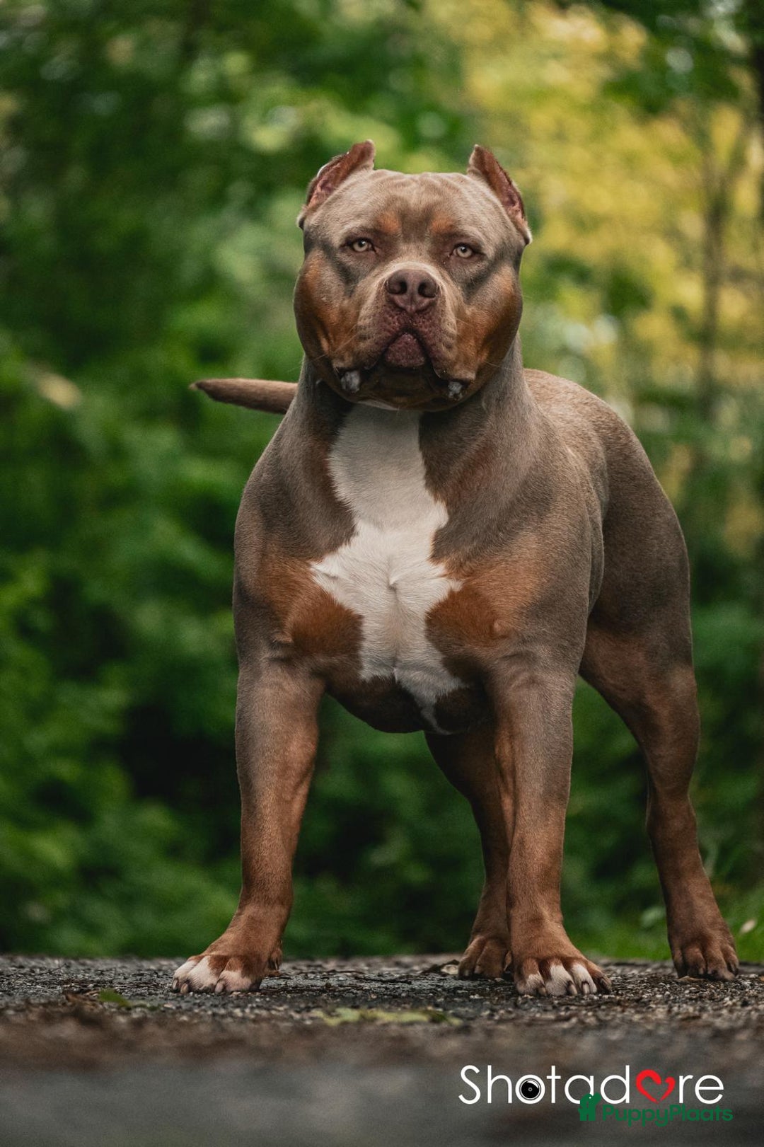 Amerikaanse Bully honden te koop: American bully XL pups bossy kennels bloedlijn! - Afbeelding 6