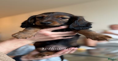 Teckel (langhaar) honden Longhaired Teckel puppies - Advertentie 8