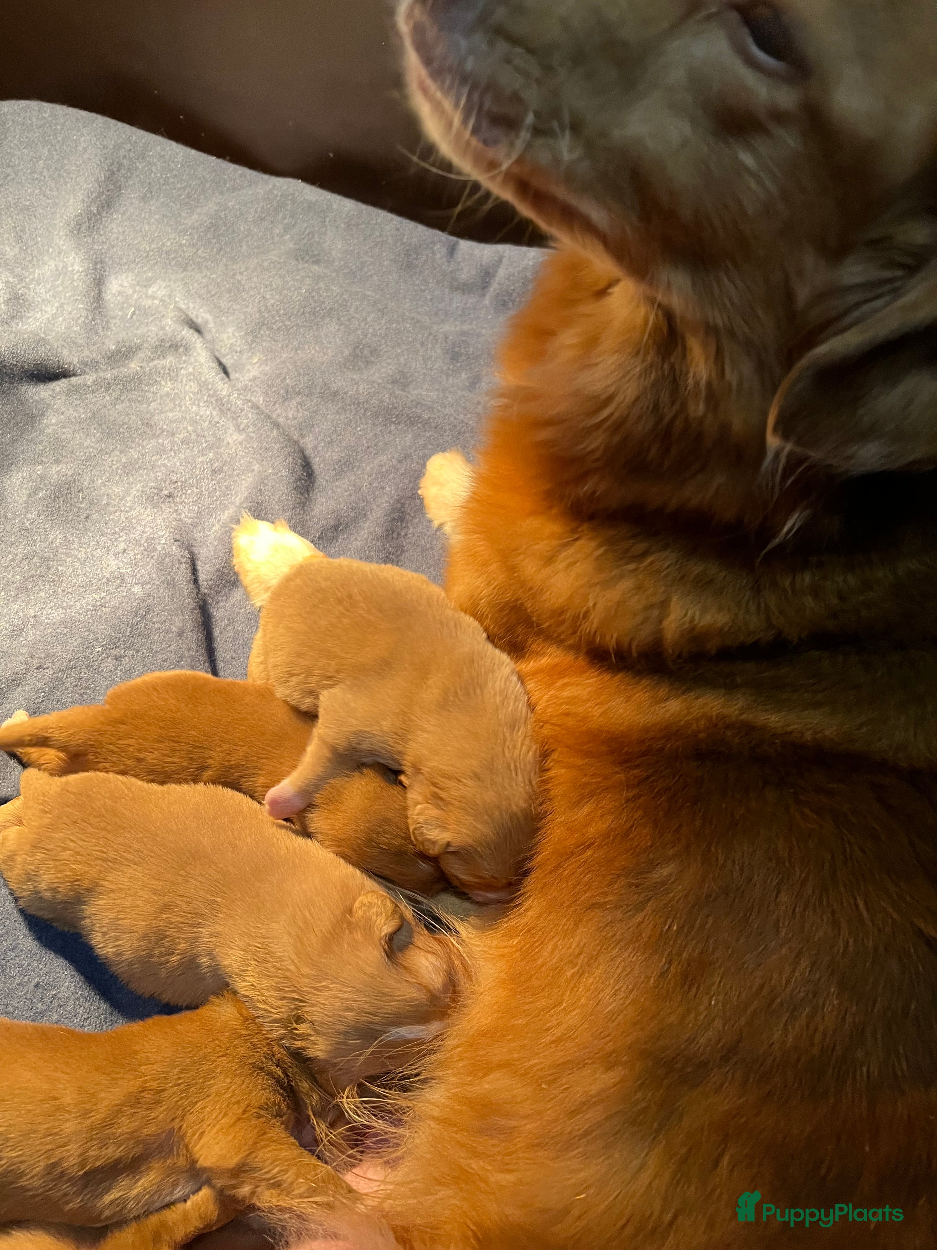 Nova Scotia Duck Tolling Retriever honden Nova Scotia Duck Toller Retriever pups + stamboom - Advertentie 2