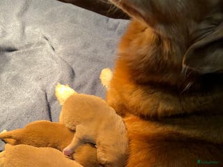 Nova Scotia Duck Tolling Retriever honden Nova Scotia Duck Toller Retriever pups + stamboom - Advertentie 2