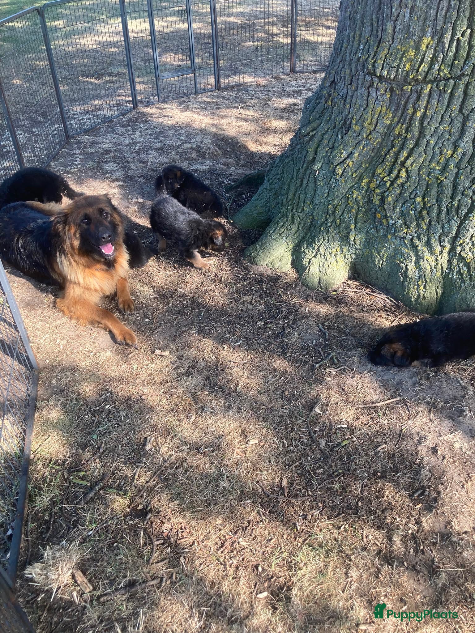 Duitse Herder honden Langharige Duitse herder puppy’s met rechter rug.  - Advertentie 17