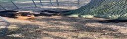 Duitse Herder honden te koop: Langharige Duitse herder puppy’s met rechter rug.  - Advertentie 1