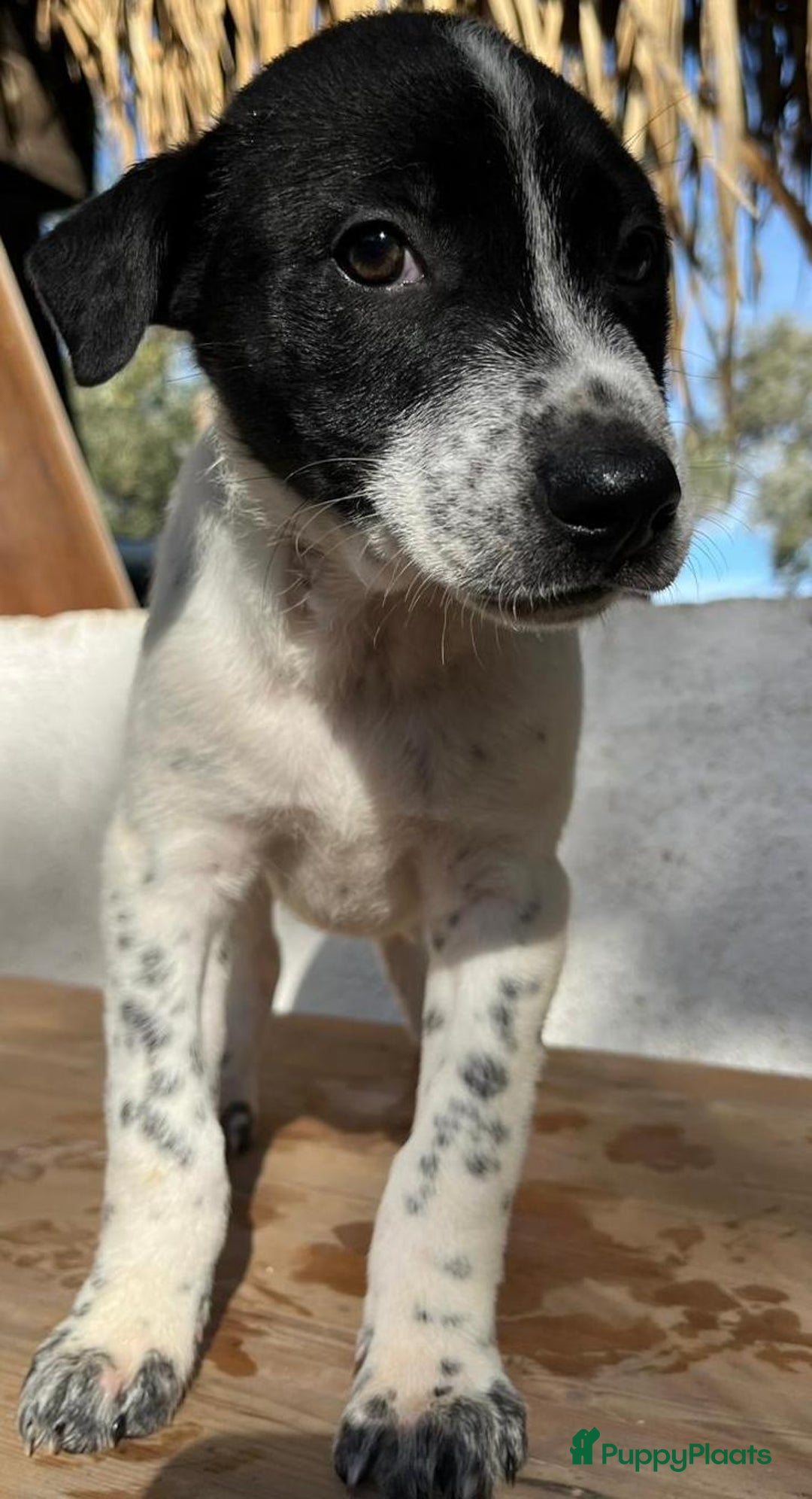 Kruising honden ter adoptie: gerit wil heel graag een warme mand!  - Advertentie 9