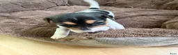 Jack Russel Terriër honden te koop: Schattige jack russels te koop  - Advertentie 28