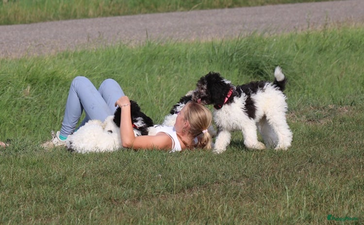Australian Labradoodle honden - Advertentie 5