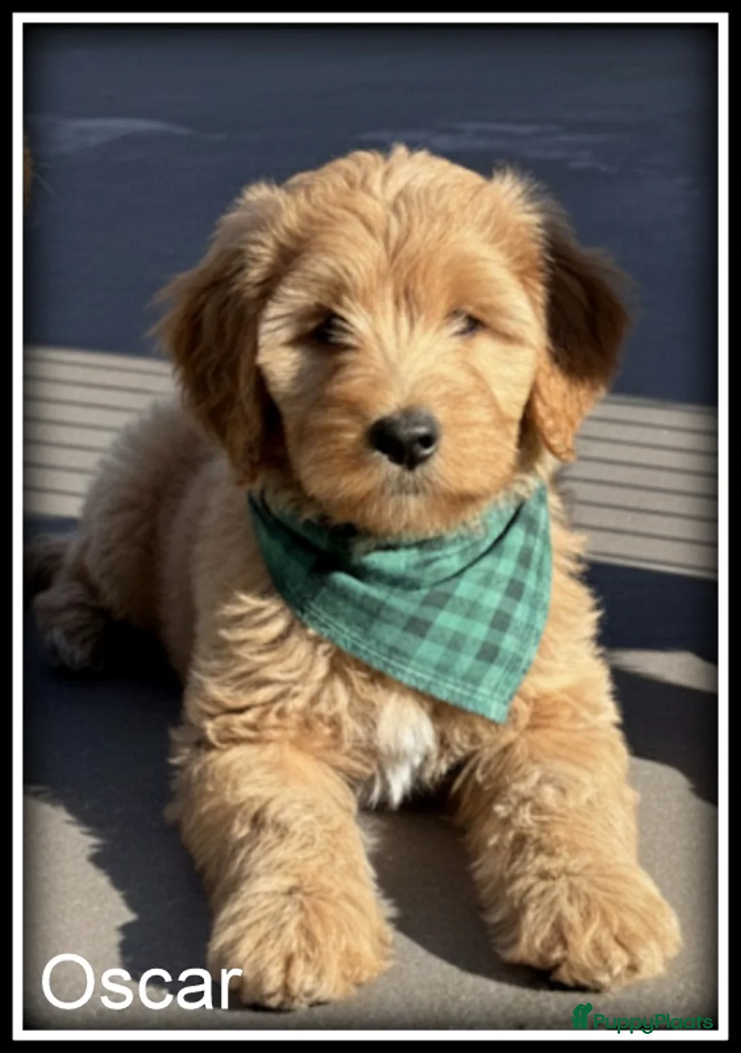 Labradoodle honden te koop: Labradoodle OSCAR pup reutje. - Advertentie 2