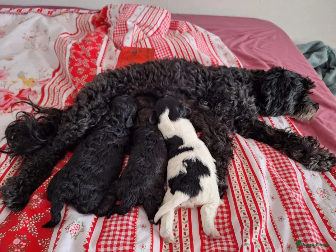Dwergpoedel honden te koop: Lieve Toypoedelpups - Advertentie 1