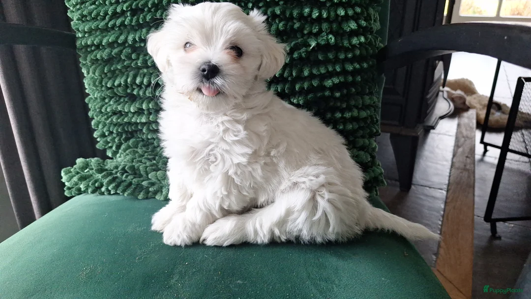 Maltezer honden te koop: Maltezer leeuwtje. Rasecht.  - Advertentie 3