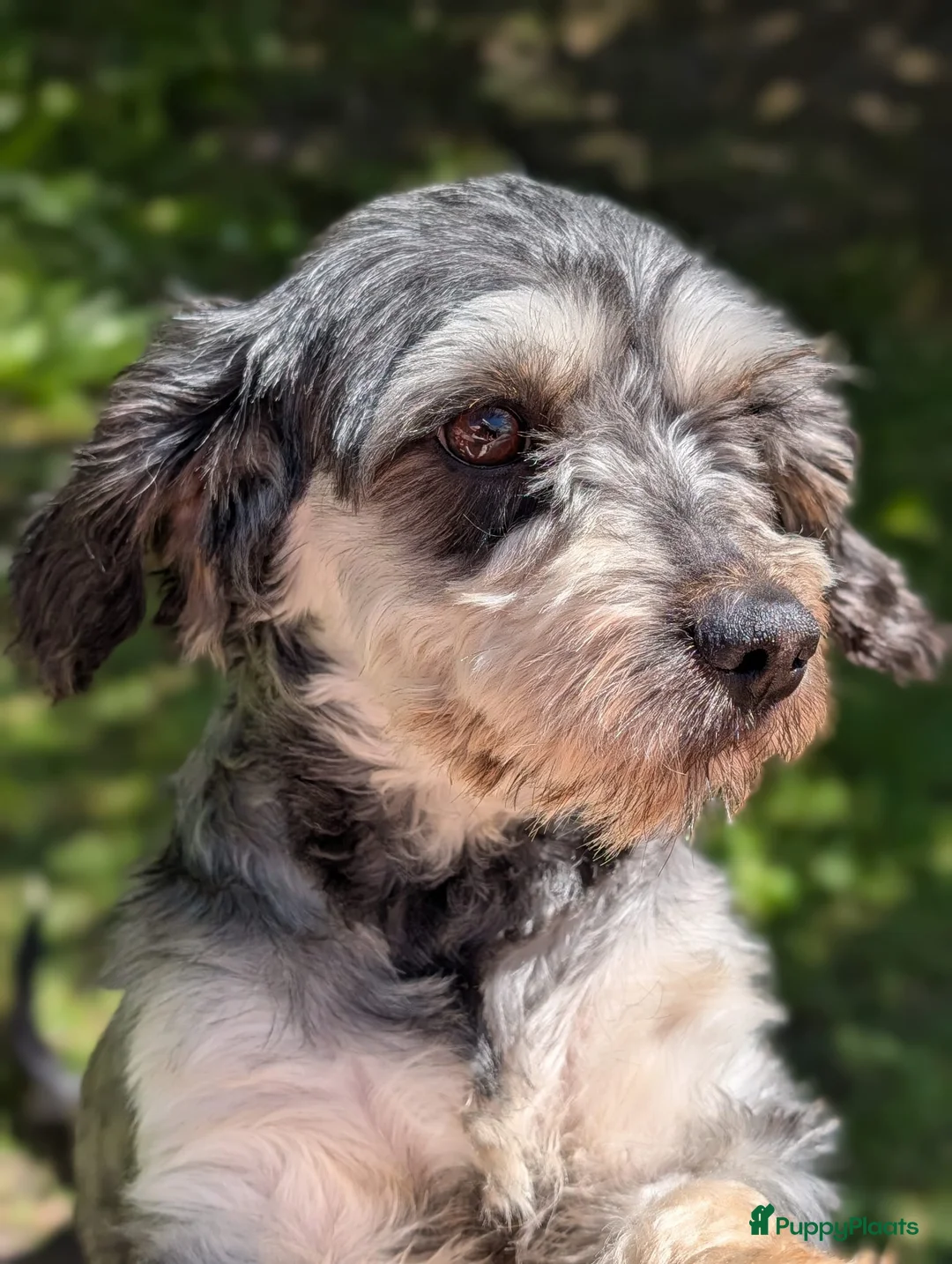 Kruising honden te koop: Type maltipoo pups hypoallergeen. - Advertentie 1