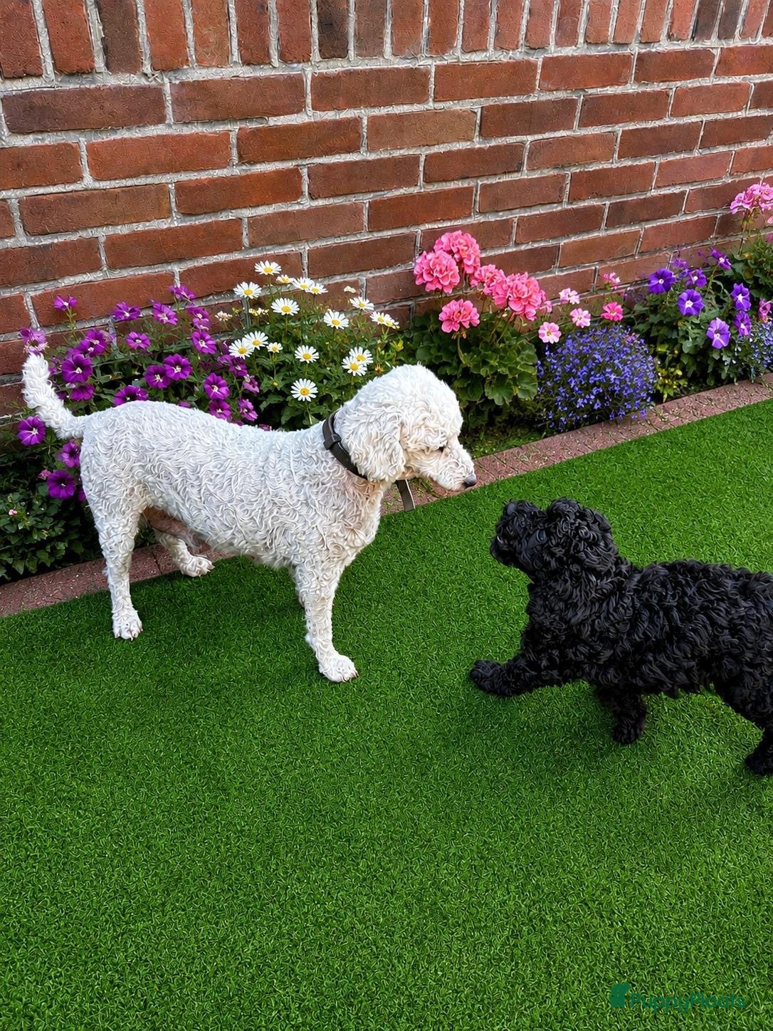 Poedel Toy honden Toypoedel - Advertentie 9