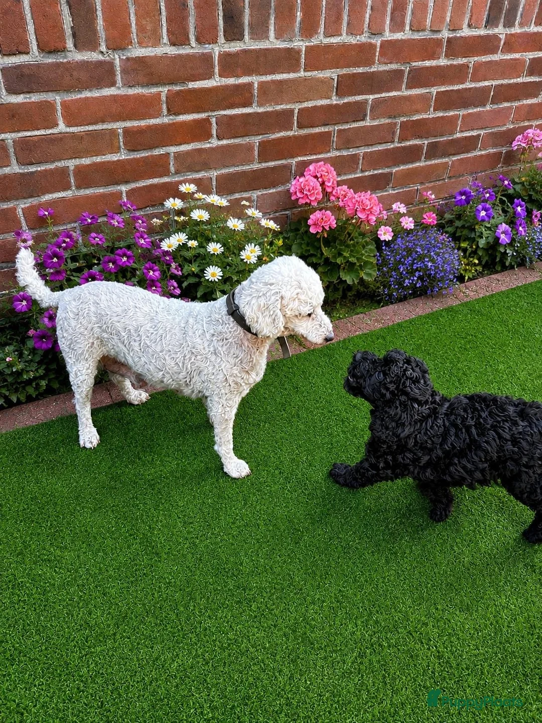 Poedel Toy honden te koop: Toypoedel - Advertentie 1