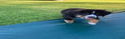 Berner Sennenhond honden te koop: Benzo in Kruisland - Advertentie 3