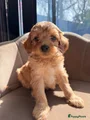 Maltipoo Puppy 8