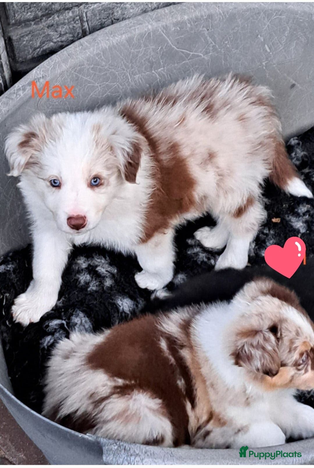 Border Collie honden Goed thuis gezocht voor Max en Juro - Advertentie 1