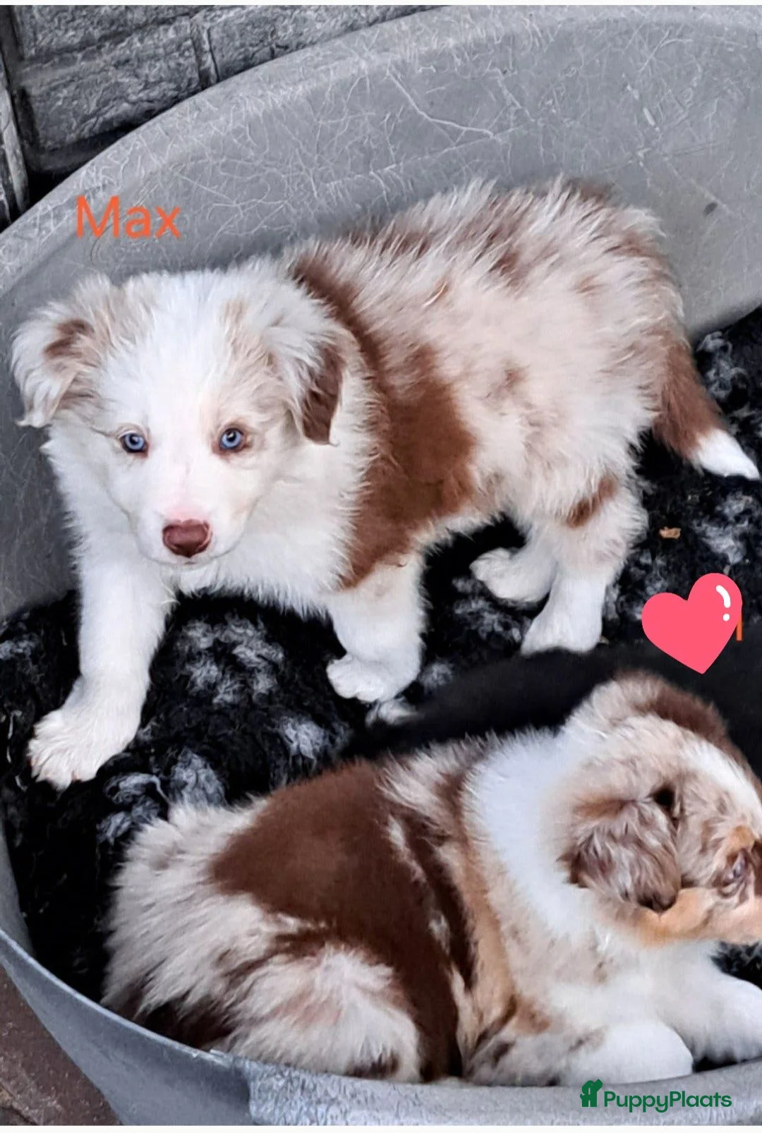 Border Collie honden te koop: Goed thuis gezocht voor Max en Juro - Advertentie 1