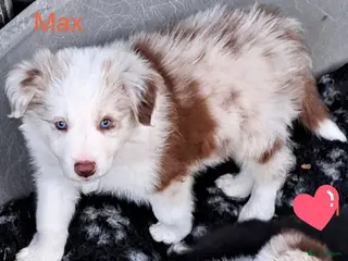 Border Collie honden Goed thuis gezocht voor Max en Juro - Advertentie 12