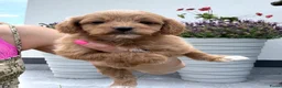 Maltipoo honden te koop: Te reserveren prachtige Maltipoo bij ons geboren  - Advertentie 25