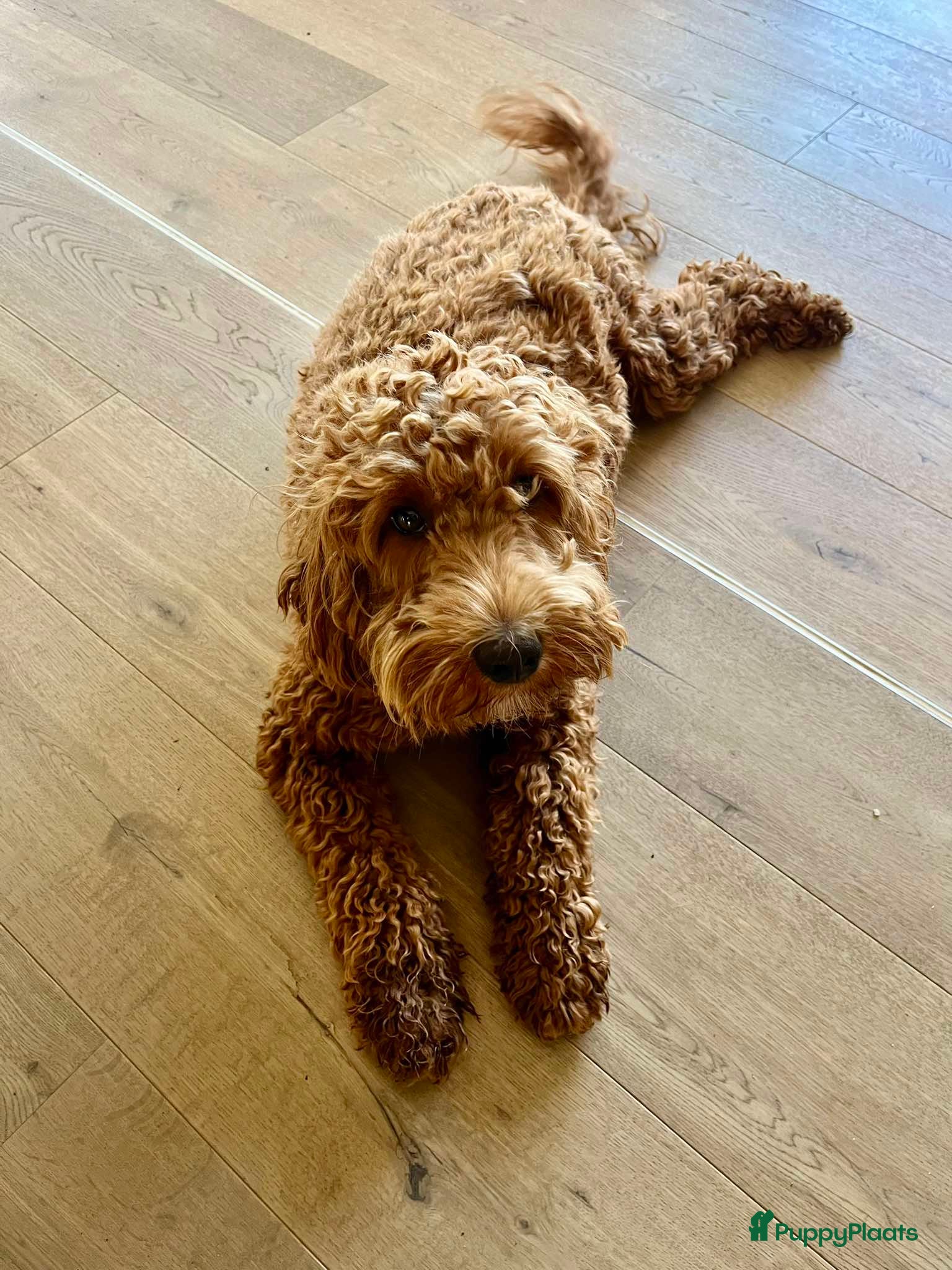 Australian Labradoodle honden Australische Labradoodle pupjes - Advertentie 1