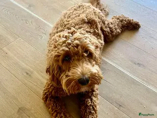 Australian Labradoodle honden Australische Labradoodle pupjes - Advertentie 1