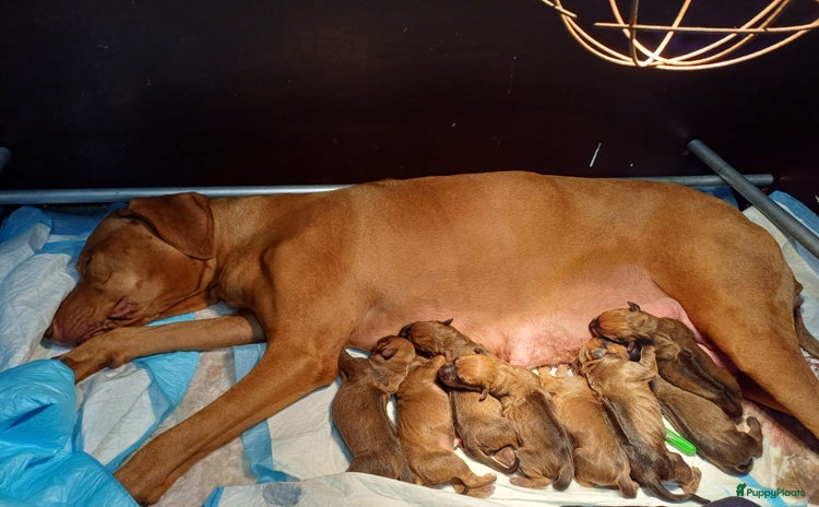 Rhodesian Ridgeback honden - Advertentie 1