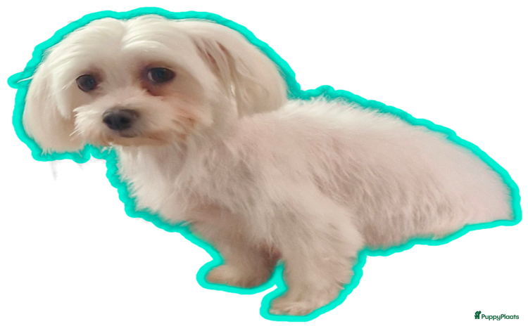 Morkie honden - Advertentie 3