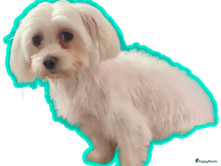 Morkie honden Morkie - Advertentie 6