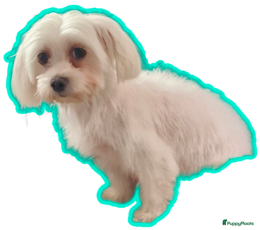 Morkie honden Morkie - Advertentie 1