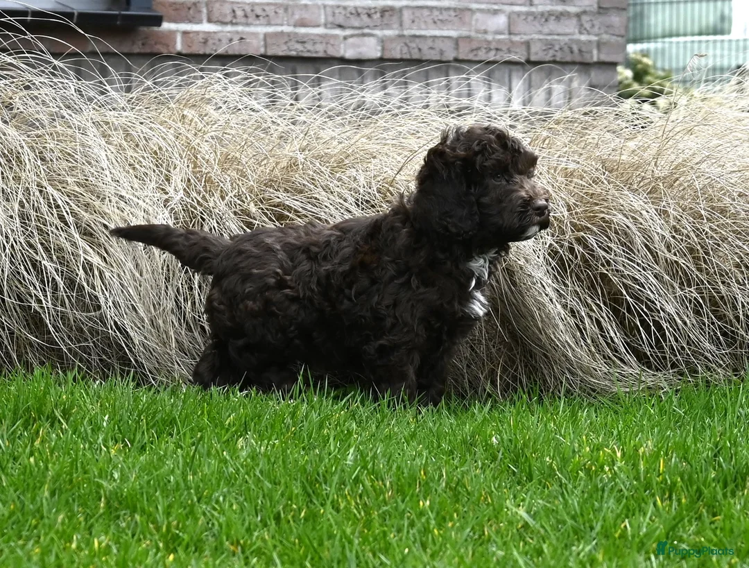 Australian Labradoodle honden te koop: Prachtige Chocolade bruine Labradoodle pup - Advertentie 11