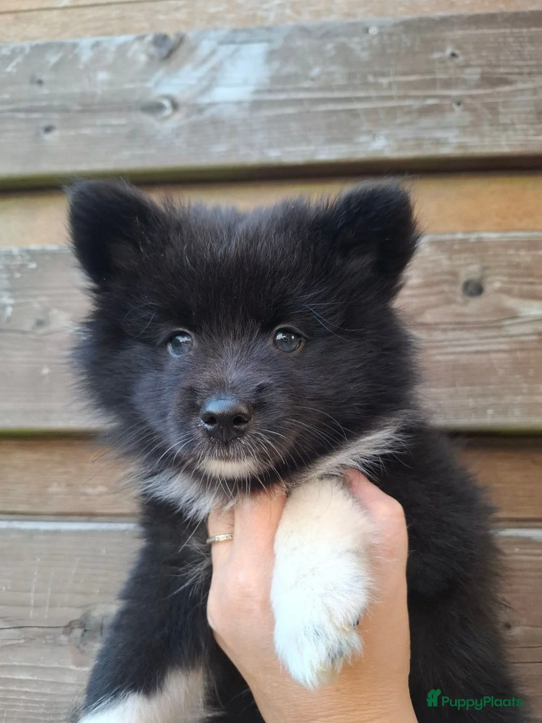 Pomsky honden te koop: Pomsky reu mag het nest verlaten! - Advertentie 11