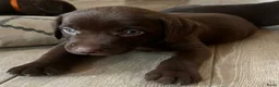 Kruising honden te koop: Zeer mooie Labmaraner pups, Labrador x Weimaraner in Son - Advertentie 8