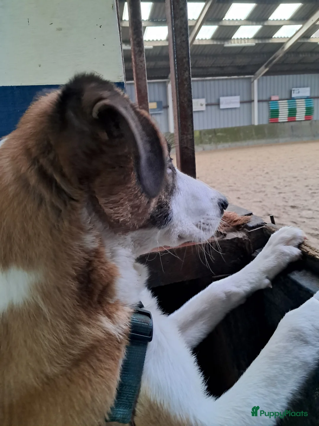 Kruising honden te koop: We zoeken een goed thuis voor onze lieve pup Bijou - Advertentie 2