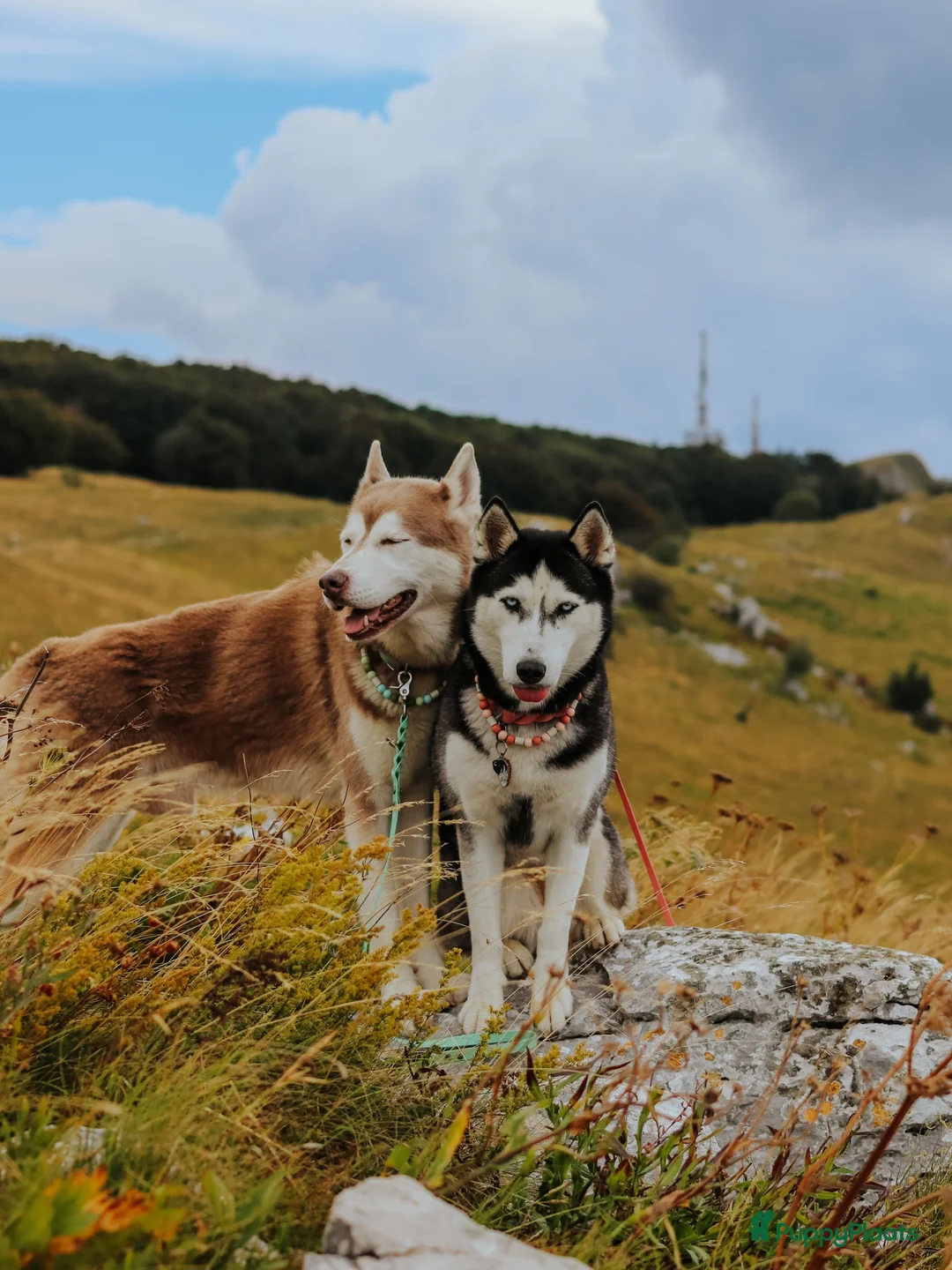 Siberische Husky honden ter dekking: Licht rode dekreu ter aanbieding in Roeselare - Advertentie 5