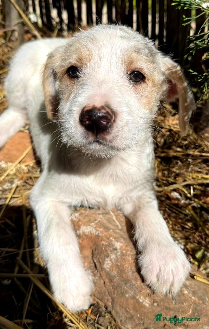 Kruising honden Gina zoekt een baasje een vriendje  - Advertentie 4