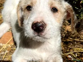 Kruising honden Gina zoekt een baasje een vriendje - Advertentie 4