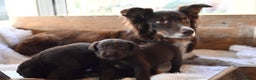 Kruising honden te koop: Super mooie bruine Labrador pups - Advertentie 7