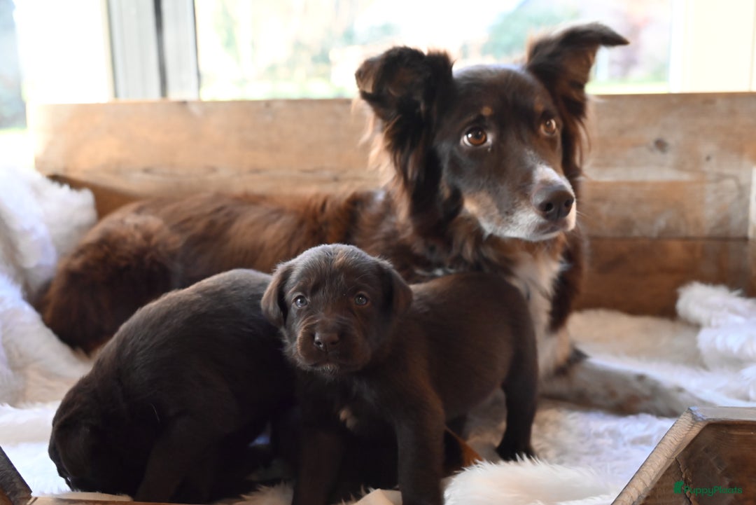 Kruising honden te koop: Super mooie bruine Labrador pups - Advertentie 7