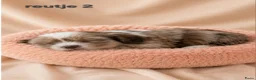 Boomer honden te koop: Super mooi gezonde boomer pups. Shi tzu X Maltezer - Advertentie 7