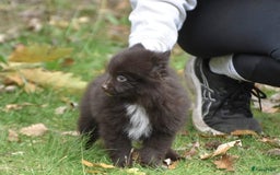 Pomeriaan honden te koop: 6(nog 2)Prachtig gekleurde kleine Pommeriaantjes!  - Advertentie 9